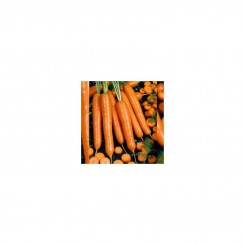 AGX 16-40 F1 семена моркови (Agri Saaten)