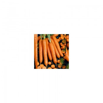 AGX 16-40 F1 семена моркови (Agri Saaten)