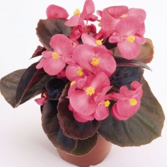 Акира Deep Rose семена бэгонии межвидовой (Kitano Seeds)