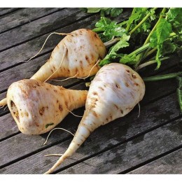 Альбион семян пастернака (GL Seeds)