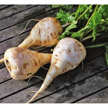 Альбион семян пастернака (GL Seeds) Альбион семян пастернака (GL Seeds)