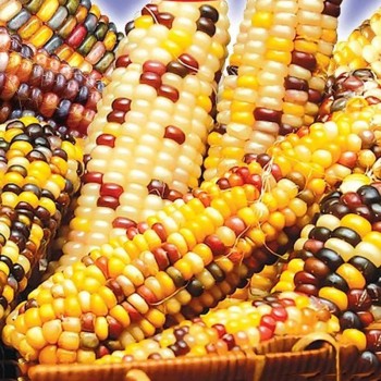 Амеро семена кукурузы декоративной (GL Seeds)