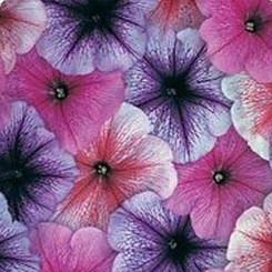 Амфора Кобвед миксед семена петунии многоцветковой (Kitano Seeds)
