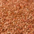Амулет F1 семян перца сладкого (Lucky Seed)