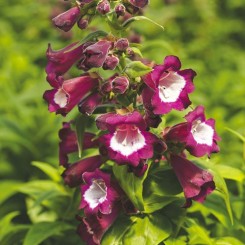 Арабеске F1 фиолетовый (purple) семена пенстемона хартига (Syngenta)