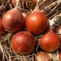 Аттика F1 (Амбрадор F1) семена лука репчатого желтого (Cora Seeds