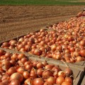 Аттика F1 (Амбрадор F1) семена лука репчатого желтого (Cora Seeds