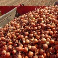 Аттика F1 (Амбрадор F1) семена лука репчатого желтого (Cora Seeds