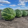 АУ Продюсер семян арбуза среднего (Hazera)