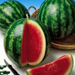 АУ Продюсер семян арбуза среднего (Hollar Seeds)