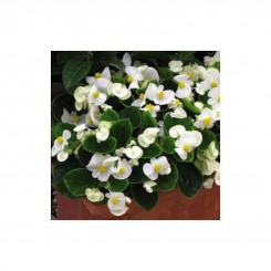 Бада Бинг F1 белая (white) семена бегонии (Syngenta)