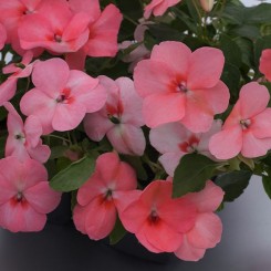 Баланс F1 коралловый семена бальзамина (Hem Genetics)