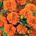 Бархатцы раскидистые низкие оранжевые (Orange) семена (Moravoseed)