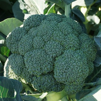 Бестые семена капусты брокколи (Syngenta)