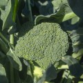 Бестые семена капусты брокколи (Syngenta)