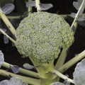 Бестые семена капусты брокколи (Syngenta)
