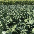 Бестые семена капусты брокколи (Syngenta)