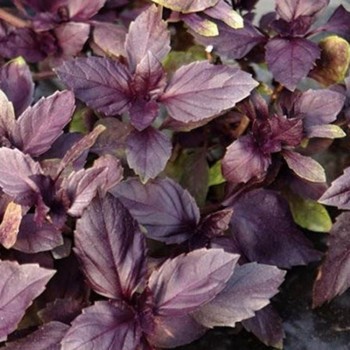 Бордокс семян базилика (Soto Seeds) Бордокс семян базилика (Soto Seeds)