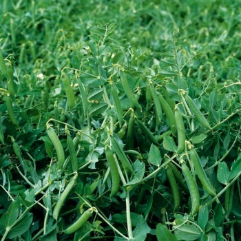 Очереди семян гороха (Syngenta)