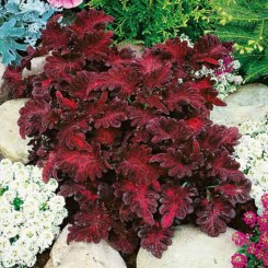 Черный дракон семян колеуса (GL Seeds)