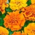 Чика смесь (Mix) семян бархатцев французских развесистых (Hem Genetics)