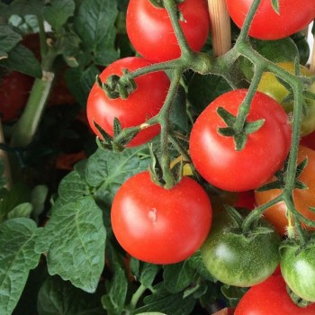 Девис 82 семян помидора детерминантного (Hortus)