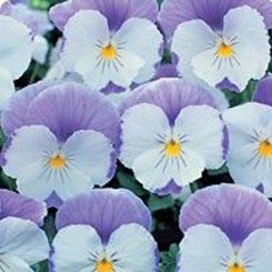 Диана Лавендер (Lavender) семена фиалки ампельной (Kitano Seeds)
