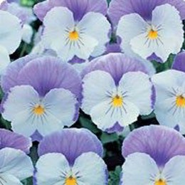 Диана Лавендер (Lavender) семена фиалки ампельной (Kitano Seeds)