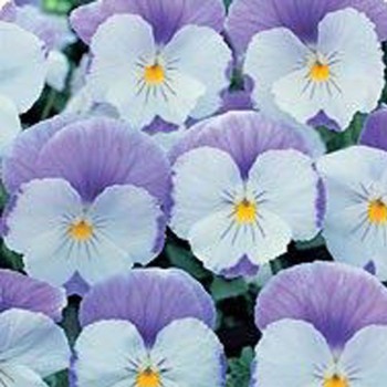 Диана Лавендер (Lavender) семена фиалки ампельной (Kitano Seeds)