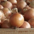 Диско F1 семян лука репчатого желтого (Syngenta)