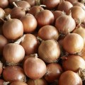 Диско F1 семян лука репчатого желтого (Syngenta)
