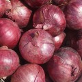 Дивина Стар F1 семена лука репчатого озимого (Cora Seeds)