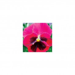 Долина роз F1 семена виолы (GL Seeds)