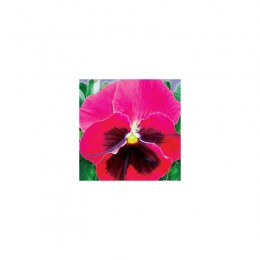 Долина роз F1 семена виолы (GL Seeds)