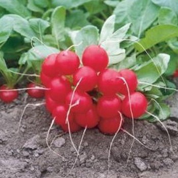 Донар F1 семена редиса (Syngenta)