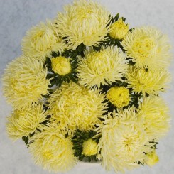Дрегон желтая (Yellow) семена астры игольчатой (Satimex)