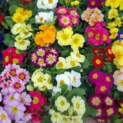 Эмилия Yellow (желтая) семена примулы (Kitano Seeds)