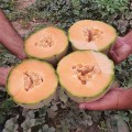 ЕС 25156 F1 (ES 25156 F1) семена дыни (Ergon seeds)