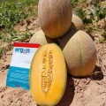 ЕС 25156 F1 (ES 25156 F1) семена дыни (Ergon seeds)