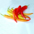 ЕС 8716 F1 семена горького перца (Ergon seeds)
