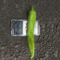 ЕС 8716 F1 семена горького перца (Ergon seeds)