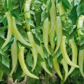 ЕС 8716 F1 семена горького перца (Ergon seeds)