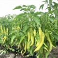 ЕС 8716 F1 семена горького перца (Ergon seeds)