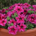 Эспрессо Фраппе Роуз F1 (Rose) семена петунии (Floranova)