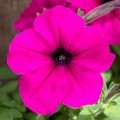 Эспрессо гранде Пёрпл F1 (Purple) семена петунии грандифлора (Floranova)
