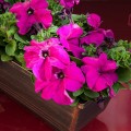 Эспрессо гранде Пёрпл F1 (Purple) семена петунии грандифлора (Floranova)