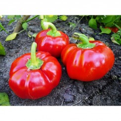 ЄС 15-47 F1 насіння перцю солодкого (LibraSeeds)