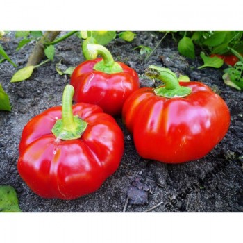 ЕС 15-47 F1 семена перца сладкого (LibraSeeds)