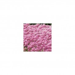 Фаворит Пинк (Pink) семян алиссума (Kitano Seeds)
