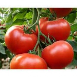 Фермерське насіння напівдетермінантного томату (GL Seeds)